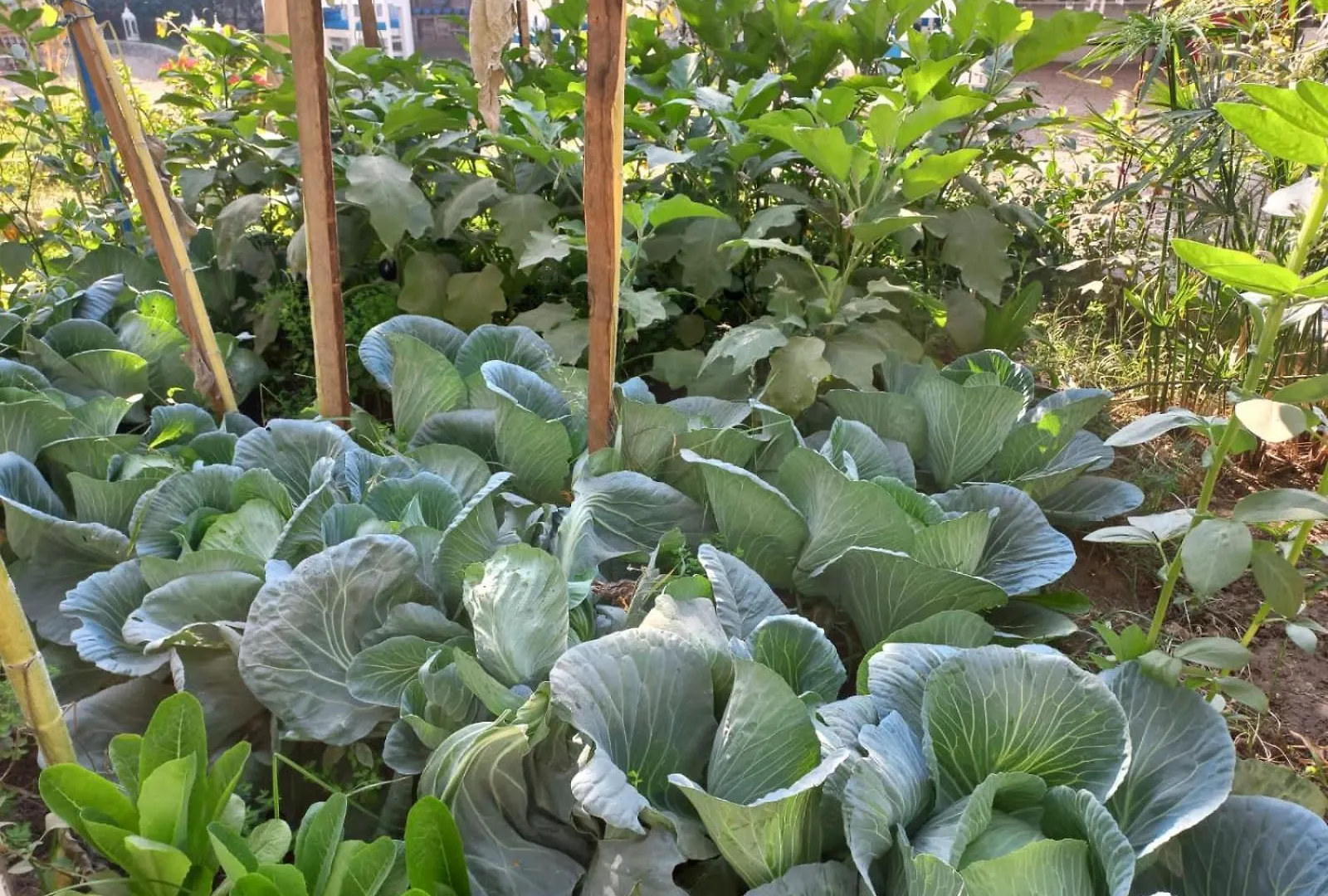 公寓 卡斯兰别墅公寓 樂蜀